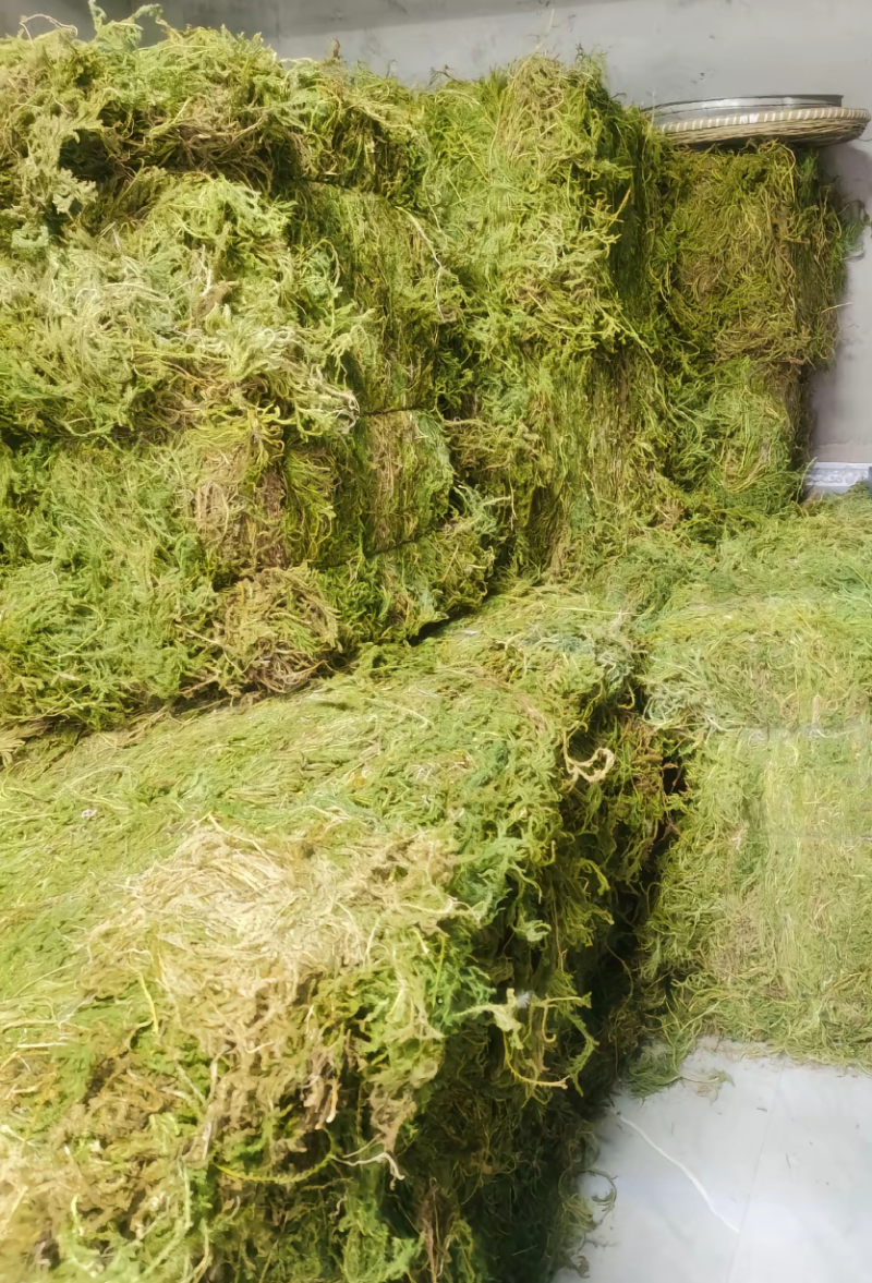 伸筋草、狮子草、舒筋草、金毛狮子草、筋骨草、过山龙