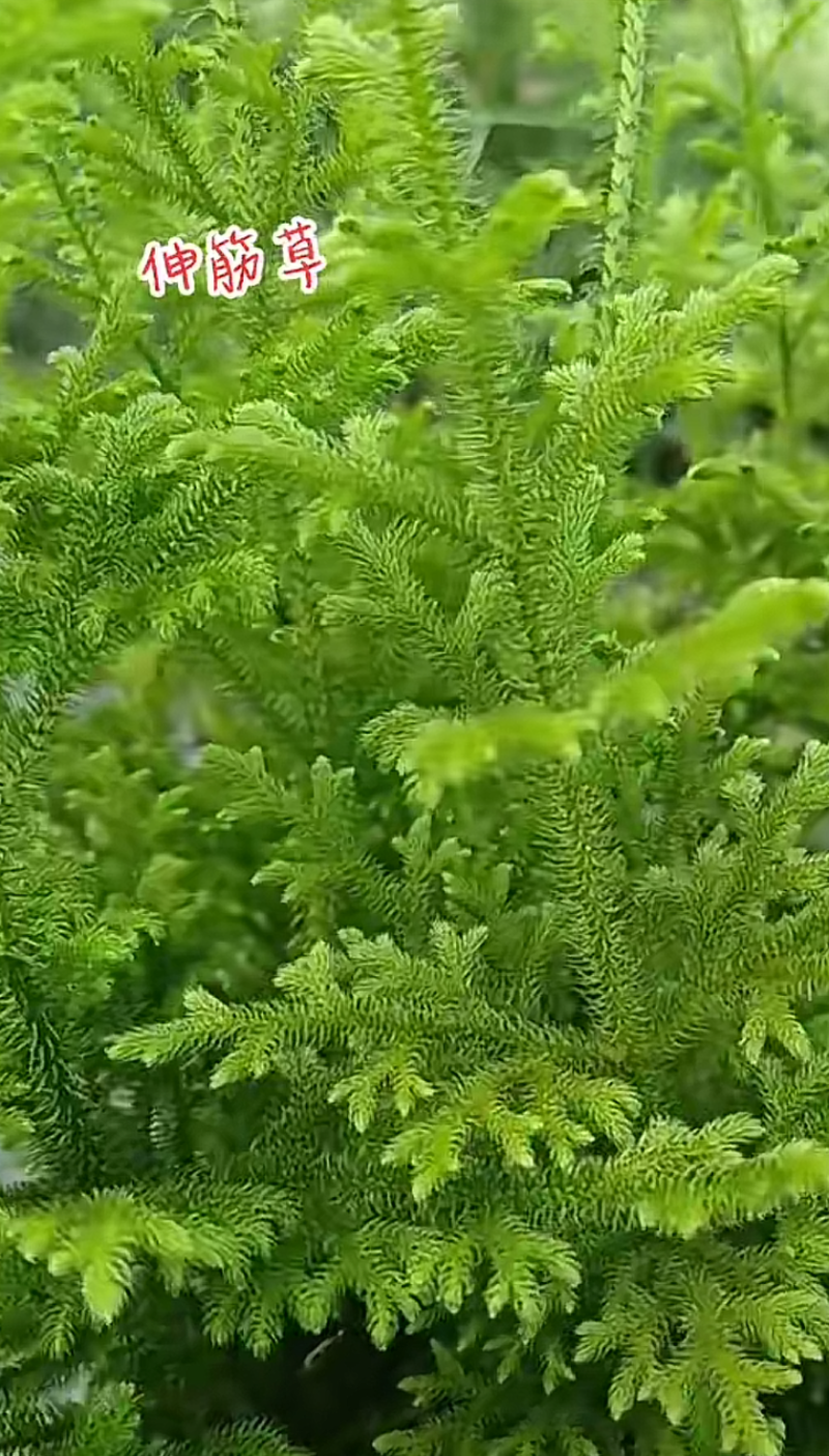 伸筋草、狮子草、舒筋草、金毛狮子草、筋骨草、过山龙