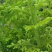 伸筋草、狮子草、舒筋草、金毛狮子草、筋骨草、过山龙