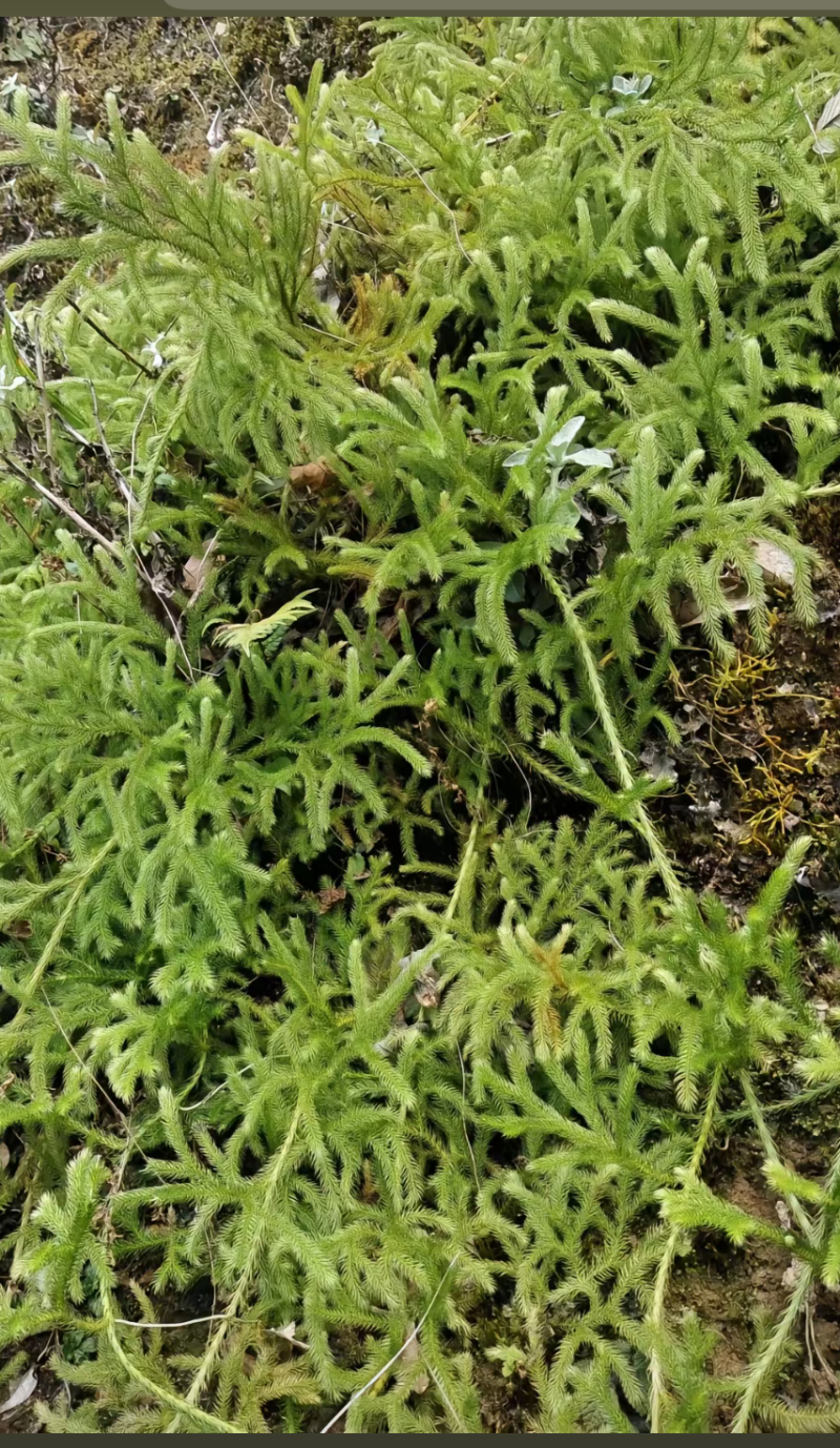 伸筋草、狮子草、舒筋草、金毛狮子草、筋骨草、过山龙