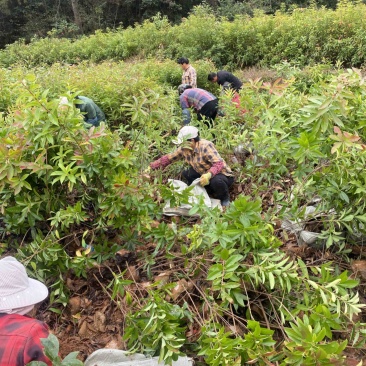 双八木荷容器苗，两年木荷无纺布袋苗，防火隔离带