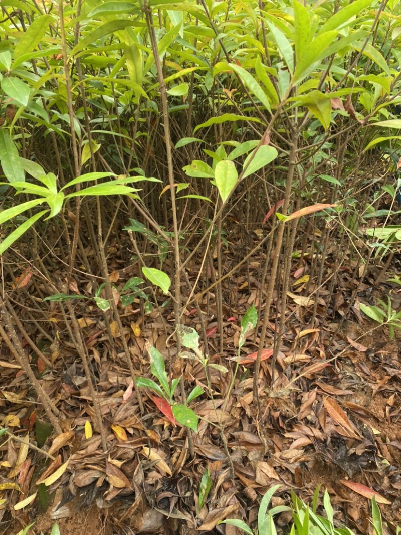 双八木荷容器苗，两年木荷无纺布袋苗，防火隔离带