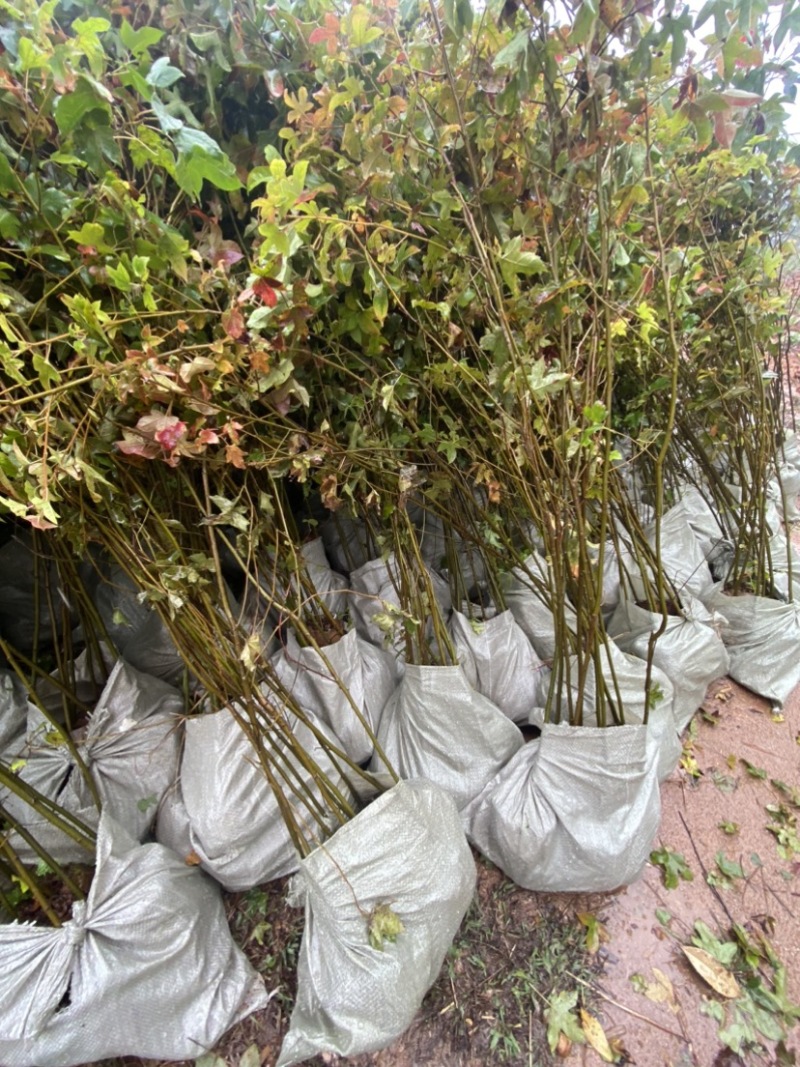 枫香容器苗，两年枫香造林苗，诚信经营