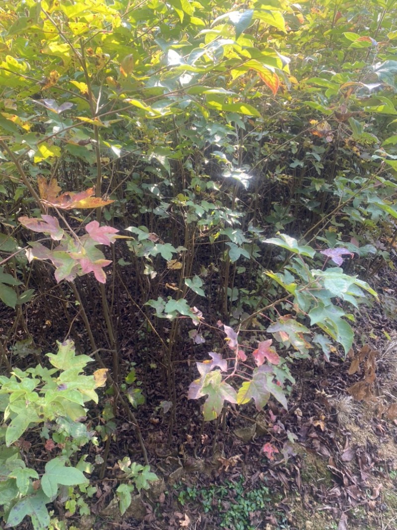 枫香容器苗，两年枫香造林苗，诚信经营