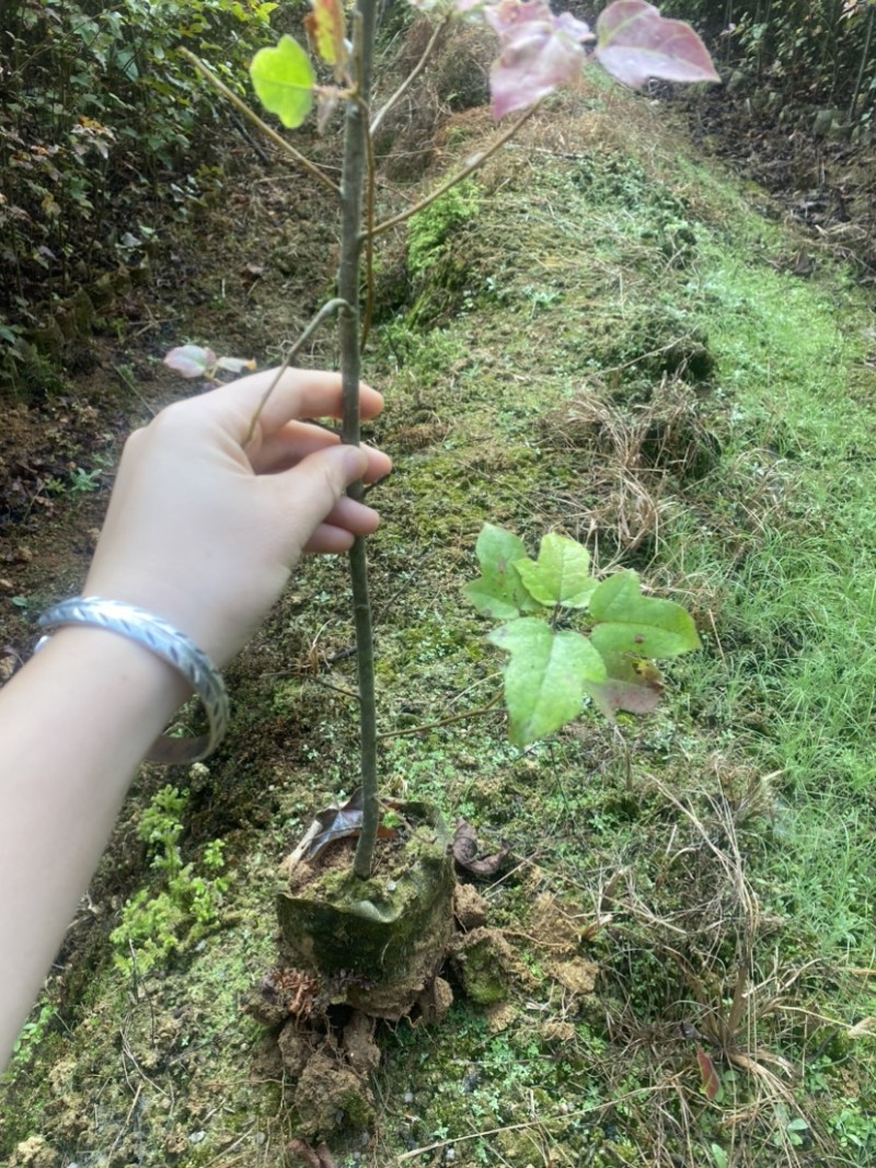 枫香容器苗，两年枫香造林苗，诚信经营