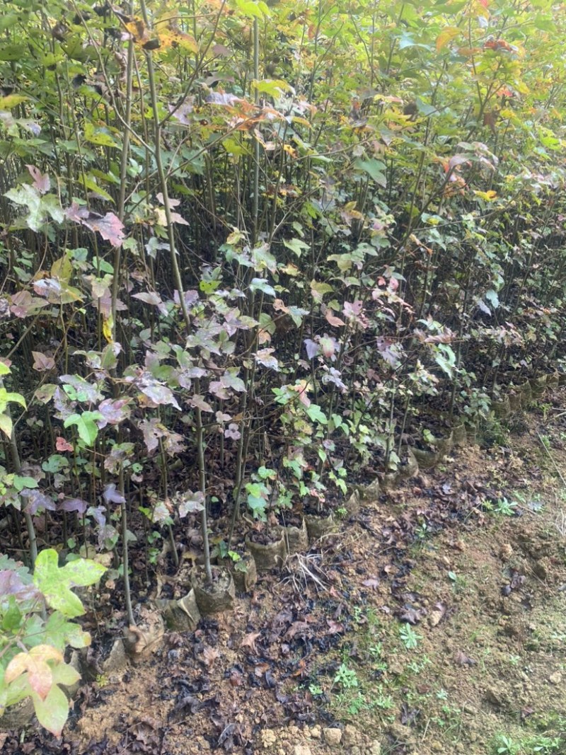 枫香容器苗，两年枫香造林苗，诚信经营