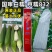 京糯832糯玉米白甜糯大棒鲜食大穗高产软粘春夏秋播糯玉米