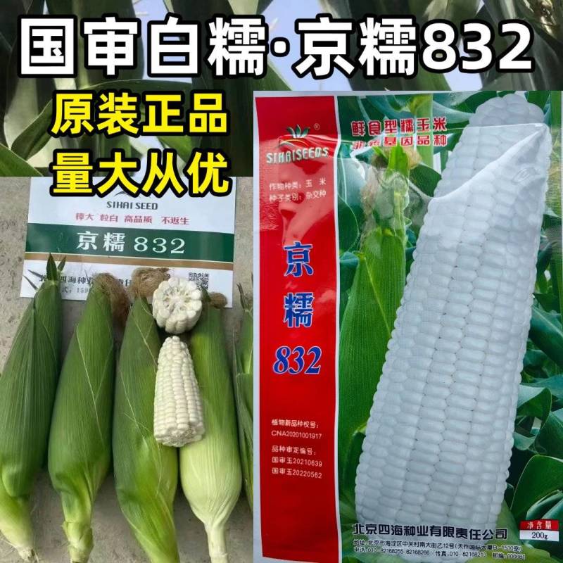 京糯832糯玉米白甜糯大棒鲜食大穗高产软粘春夏秋播糯玉米