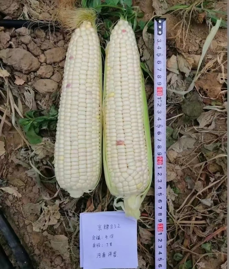 京糯832糯玉米白甜糯大棒鲜食大穗高产软粘春夏秋播糯玉米