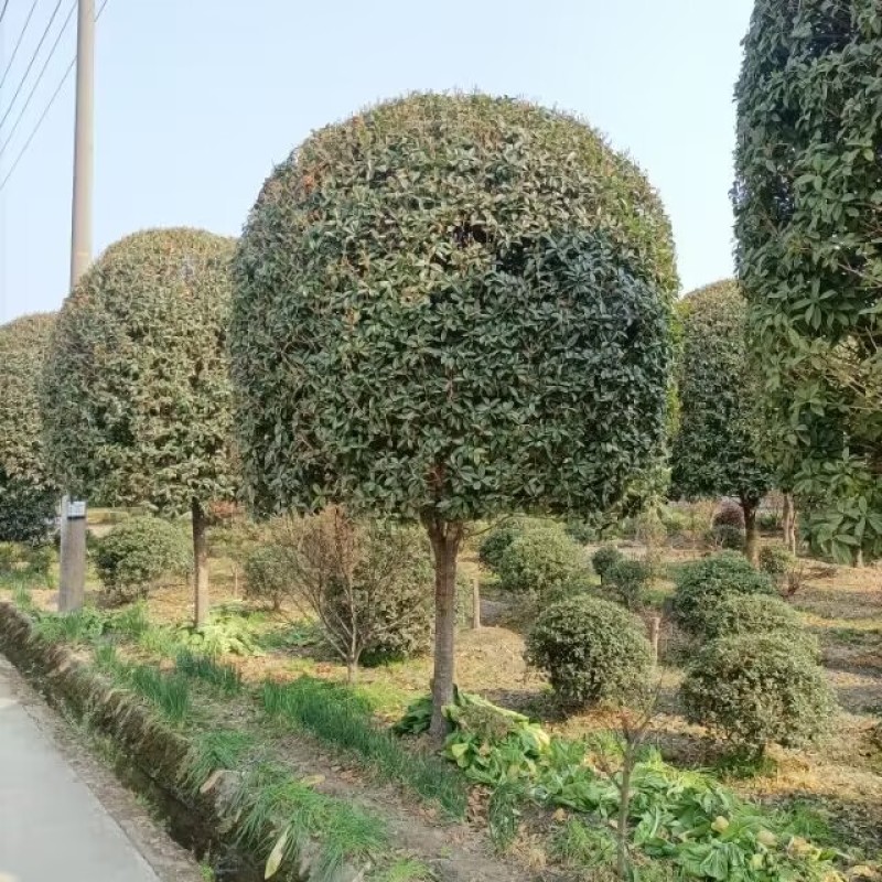重庆10公分桂花12公分桂花15公分桂花18公分桂花批发