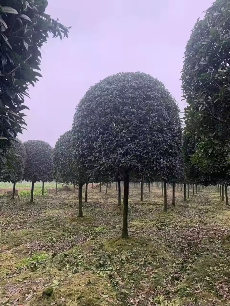 重庆10公分桂花12公分桂花15公分桂花18公分桂花批发