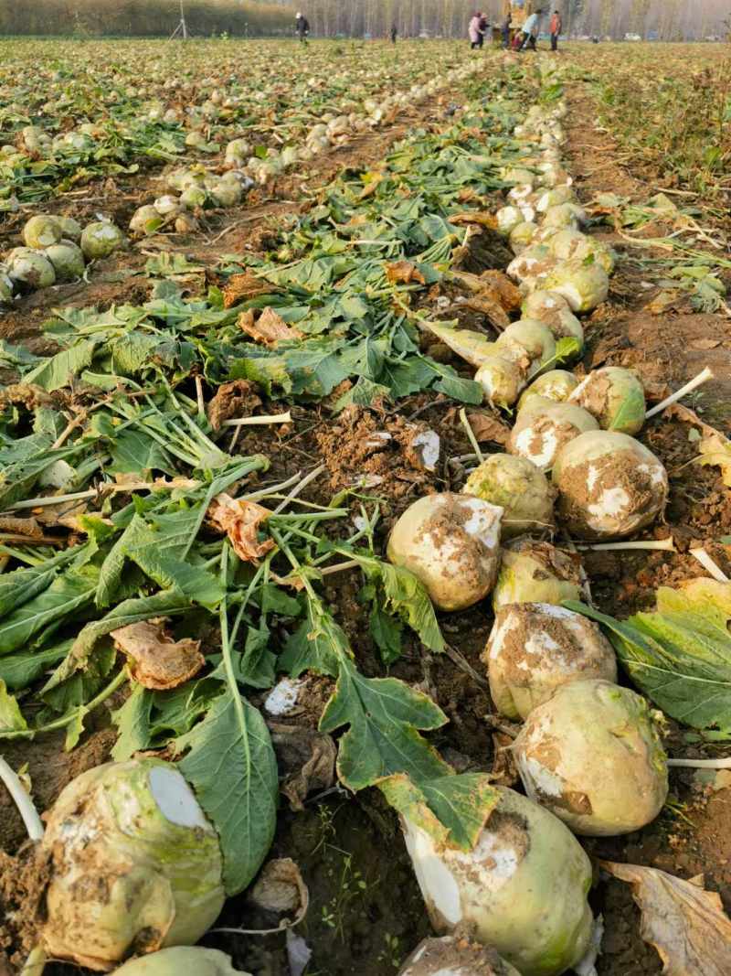 芥菜疙瘩芥菜头产地直发品质保障对接全国市场等