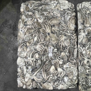 干章20/40章鱼纯干水