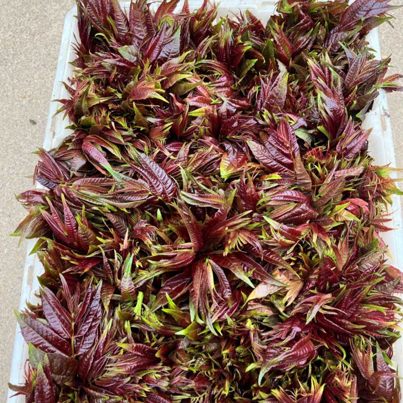 香椿芽