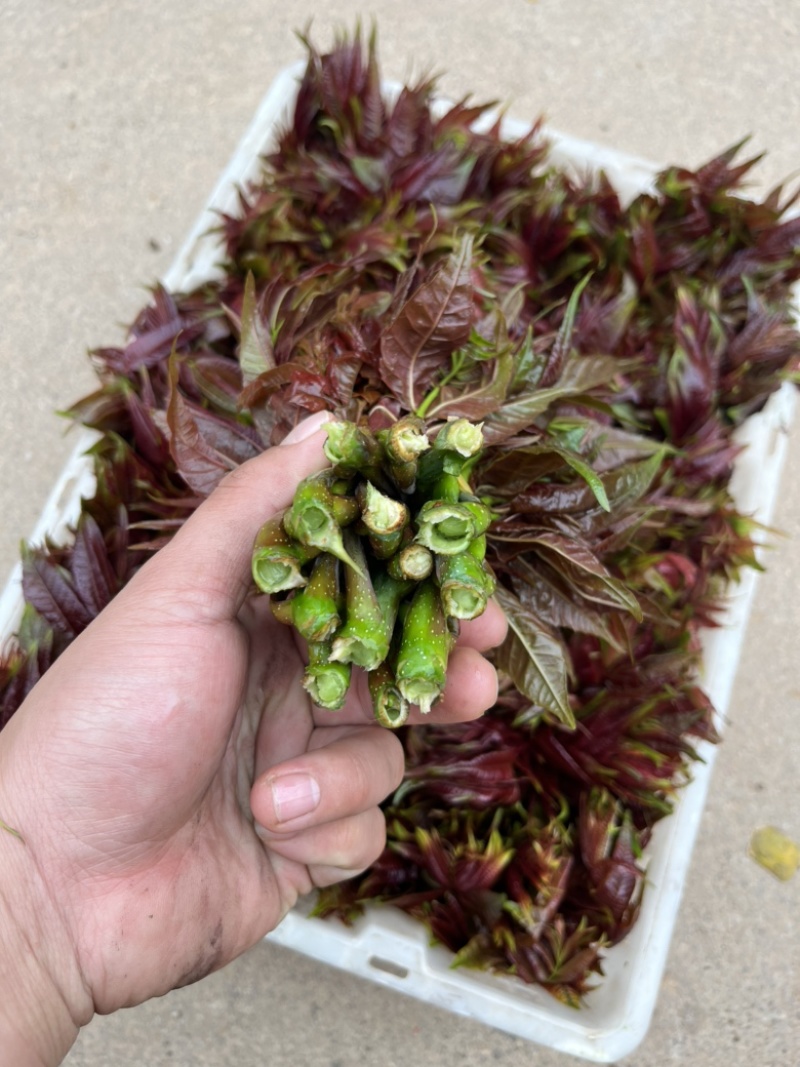 香椿芽