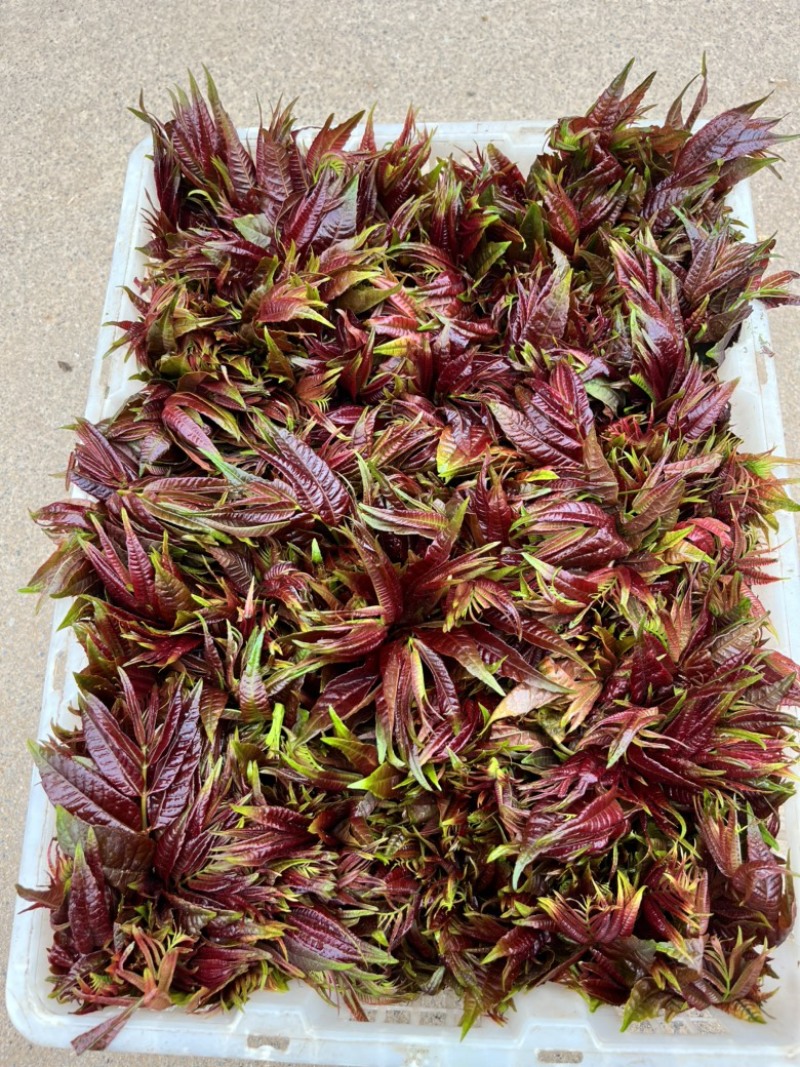 香椿芽