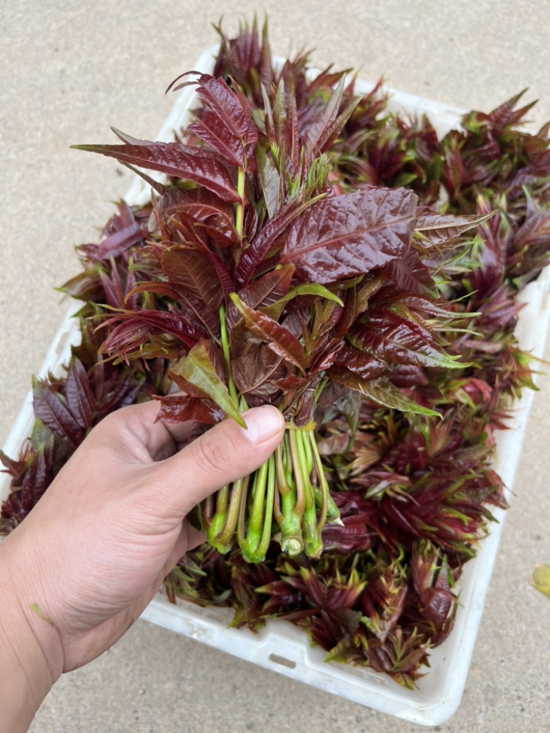 香椿芽