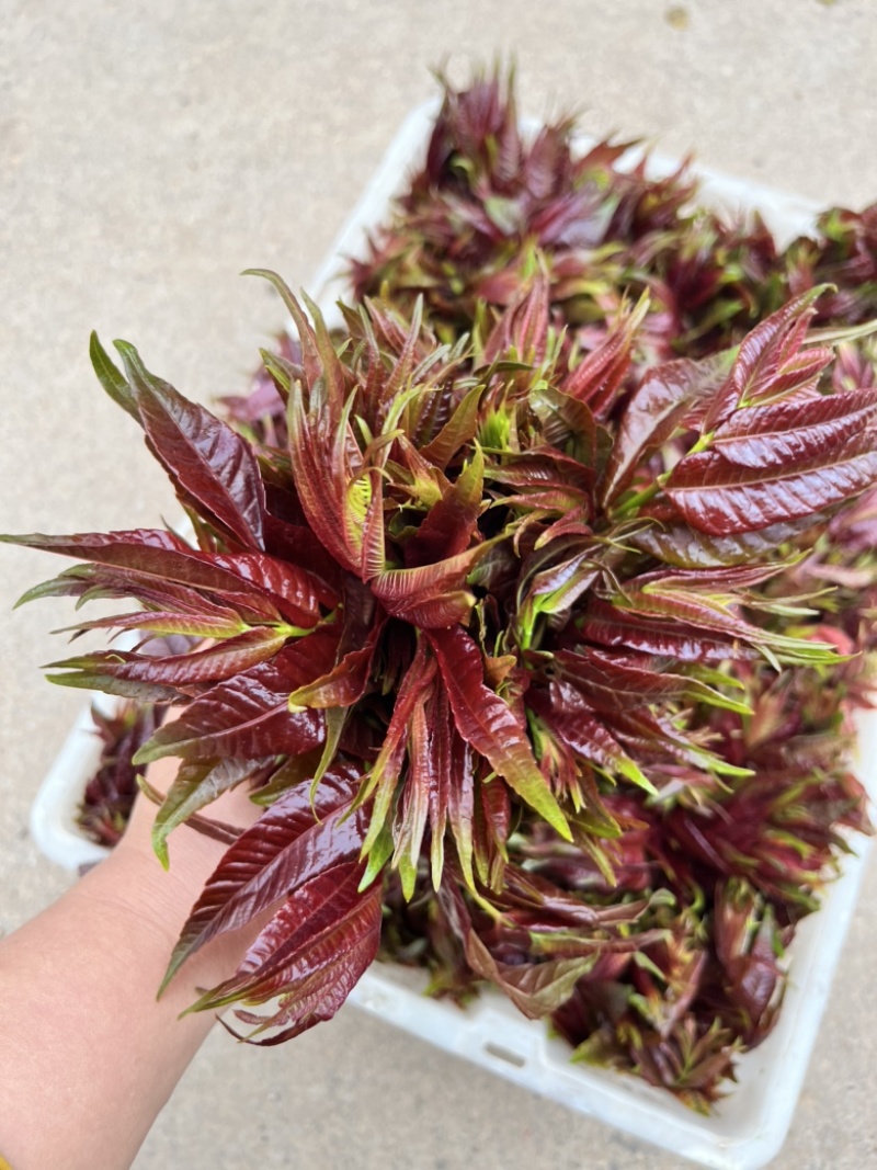香椿芽