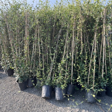 成都风车茉莉批发成都苗木基地供应各类规格风车茉莉基地