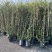 成都风车茉莉批发成都苗木基地供应各类规格风车茉莉基地
