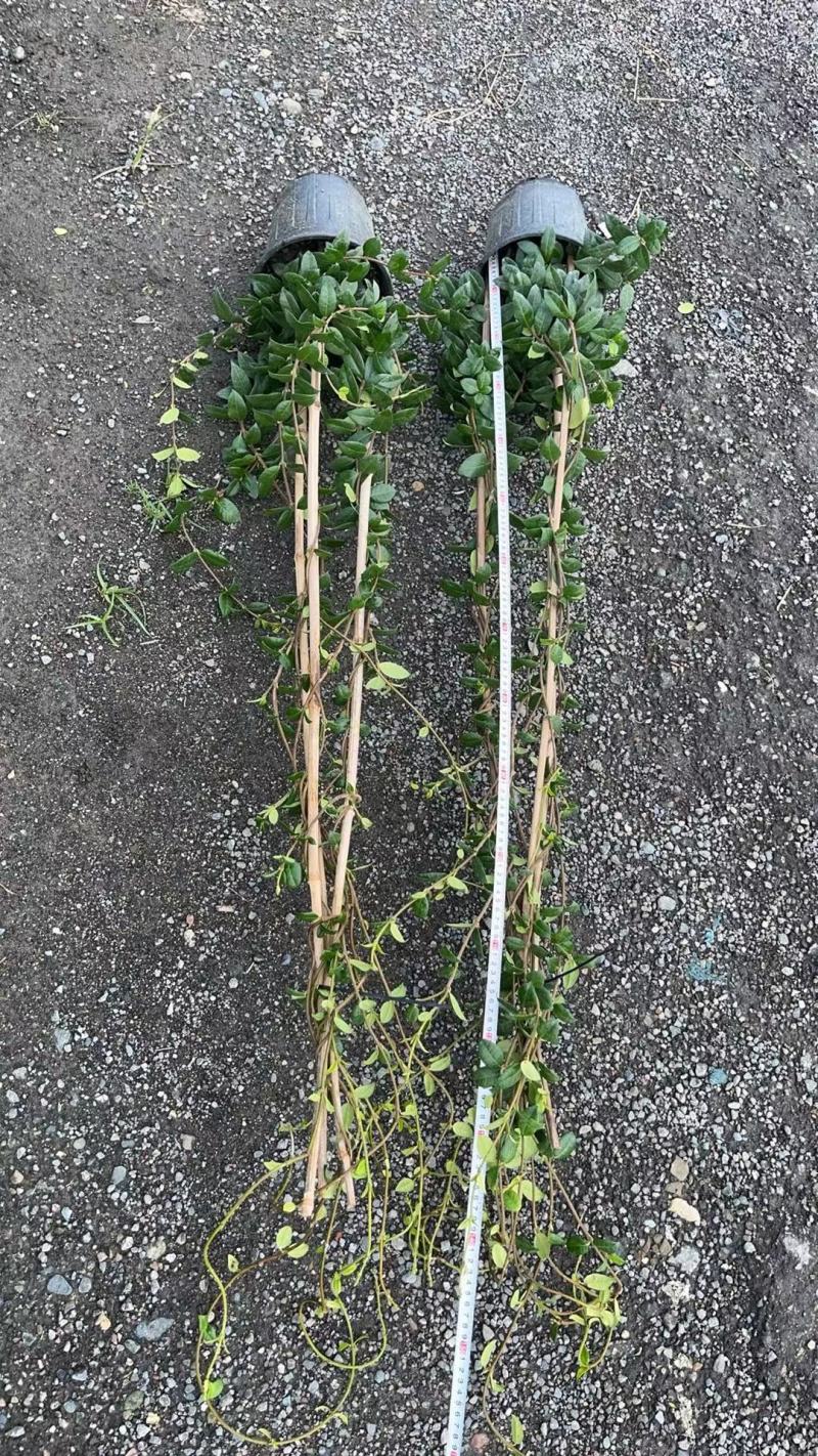 成都风车茉莉批发成都苗木基地供应各类规格风车茉莉基地