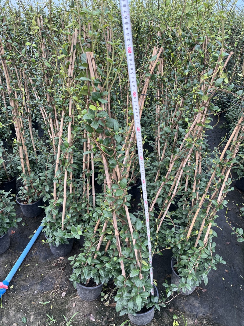 成都风车茉莉批发成都苗木基地供应各类规格风车茉莉基地