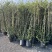 成都风车茉莉批发成都苗木基地供应各类规格风车茉莉基地
