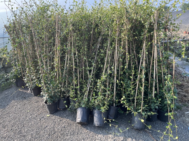 成都风车茉莉批发成都苗木基地供应各类规格风车茉莉基地