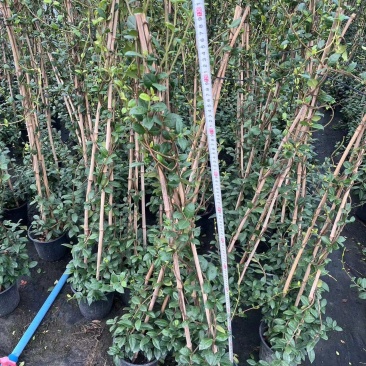贵州风车茉莉批发贵州苗木基地供应各类规格风车茉莉基地