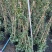贵州风车茉莉批发贵州苗木基地供应各类规格风车茉莉基地