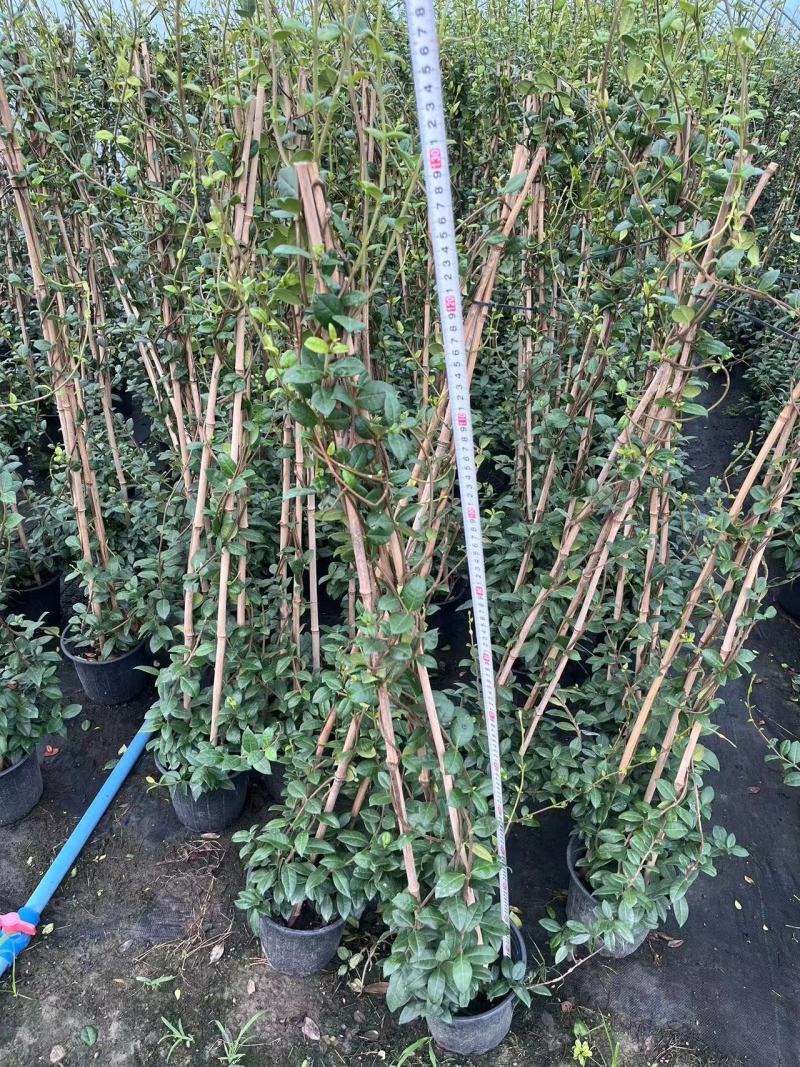 贵州风车茉莉批发贵州苗木基地供应各类规格风车茉莉基地