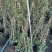 贵州风车茉莉批发贵州苗木基地供应各类规格风车茉莉基地