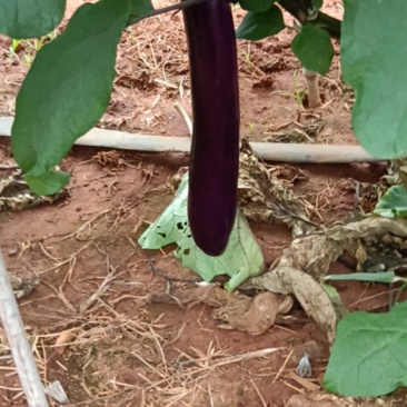 茄子