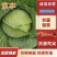 [扁甘蓝精品]京丰一手货源，产地直发，手感菜，宣菜！