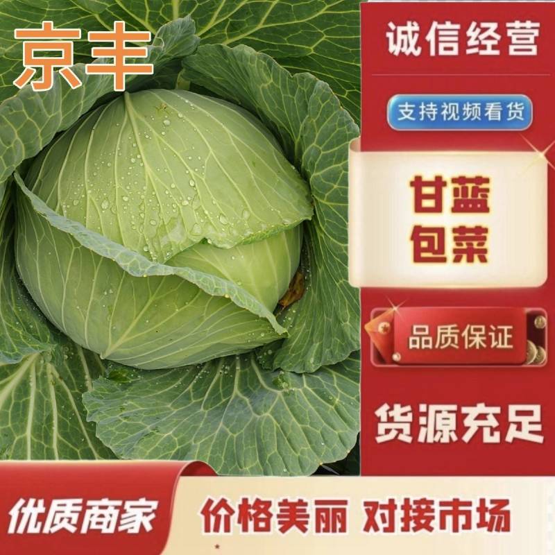 [扁甘蓝精品]京丰一手货源，产地直发，手感菜，宣菜！