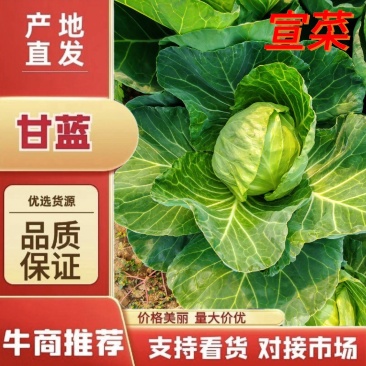 /甘蓝/产地直发/宣菜/手感菜/硬菜/规格全！电联！