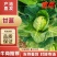/甘蓝/产地直发/宣菜/手感菜/硬菜/规格全！电联！