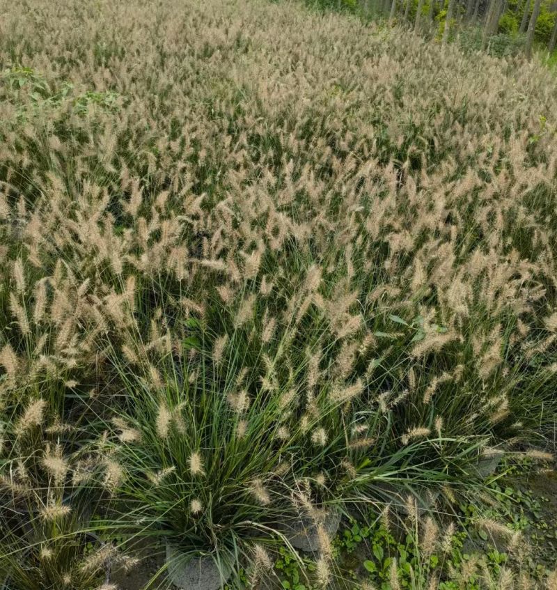 重庆小兔子狼尾草批发重庆苗木基地供应各规格小兔子狼尾草