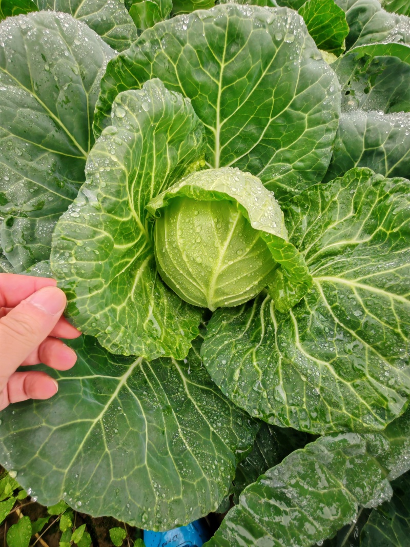 /甘蓝/产地直发/宣菜/手感菜/硬菜/规格全！电联！