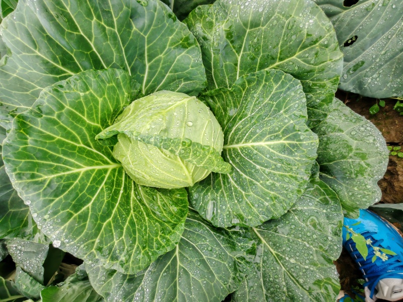 /甘蓝/产地直发/宣菜/手感菜/硬菜/规格全！电联！