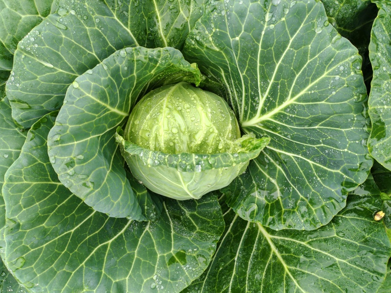 /甘蓝/产地直发/宣菜/手感菜/硬菜/规格全！电联！