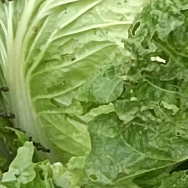 早熟白菜