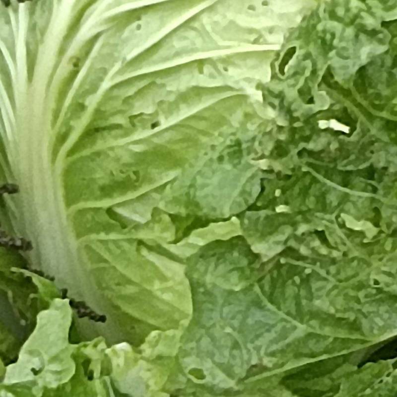早熟白菜