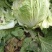 早熟白菜