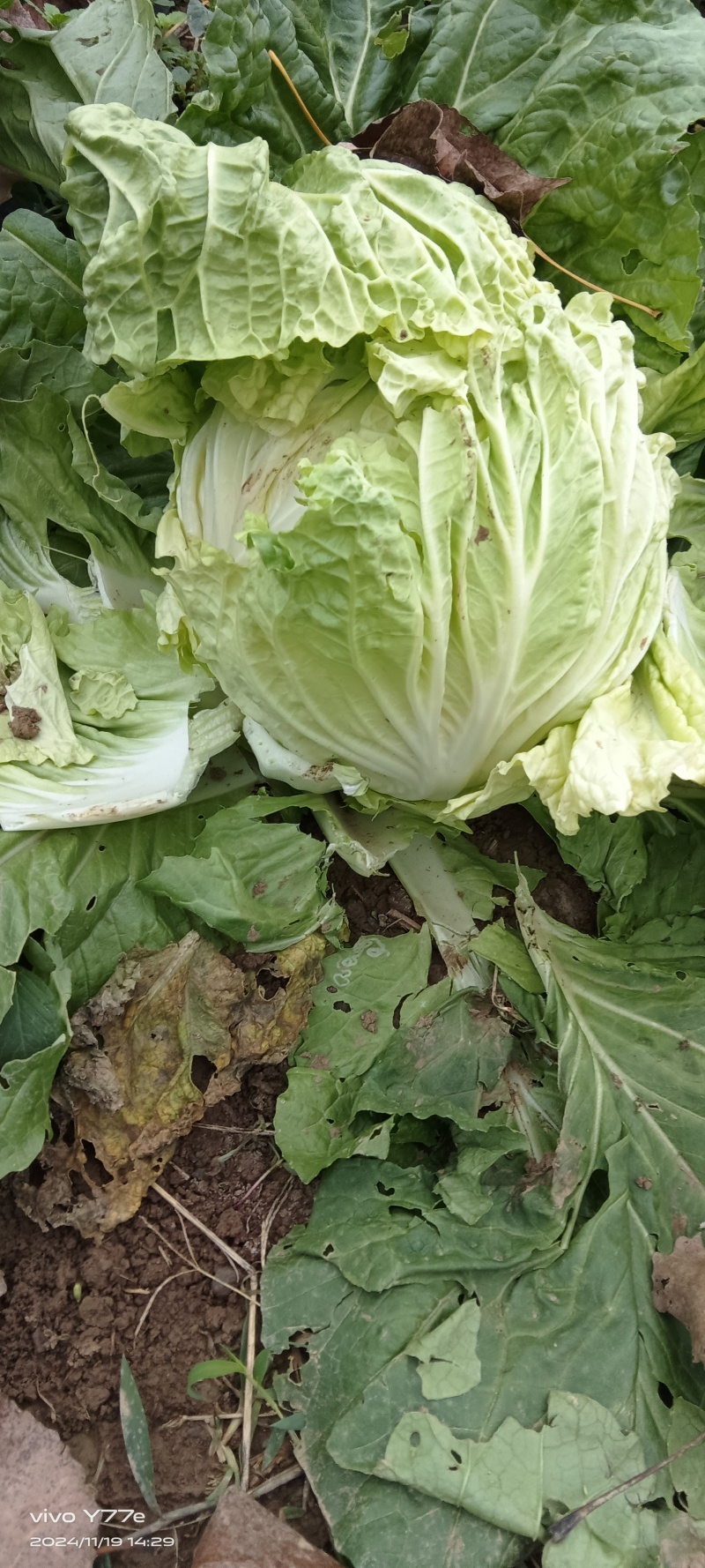 早熟白菜