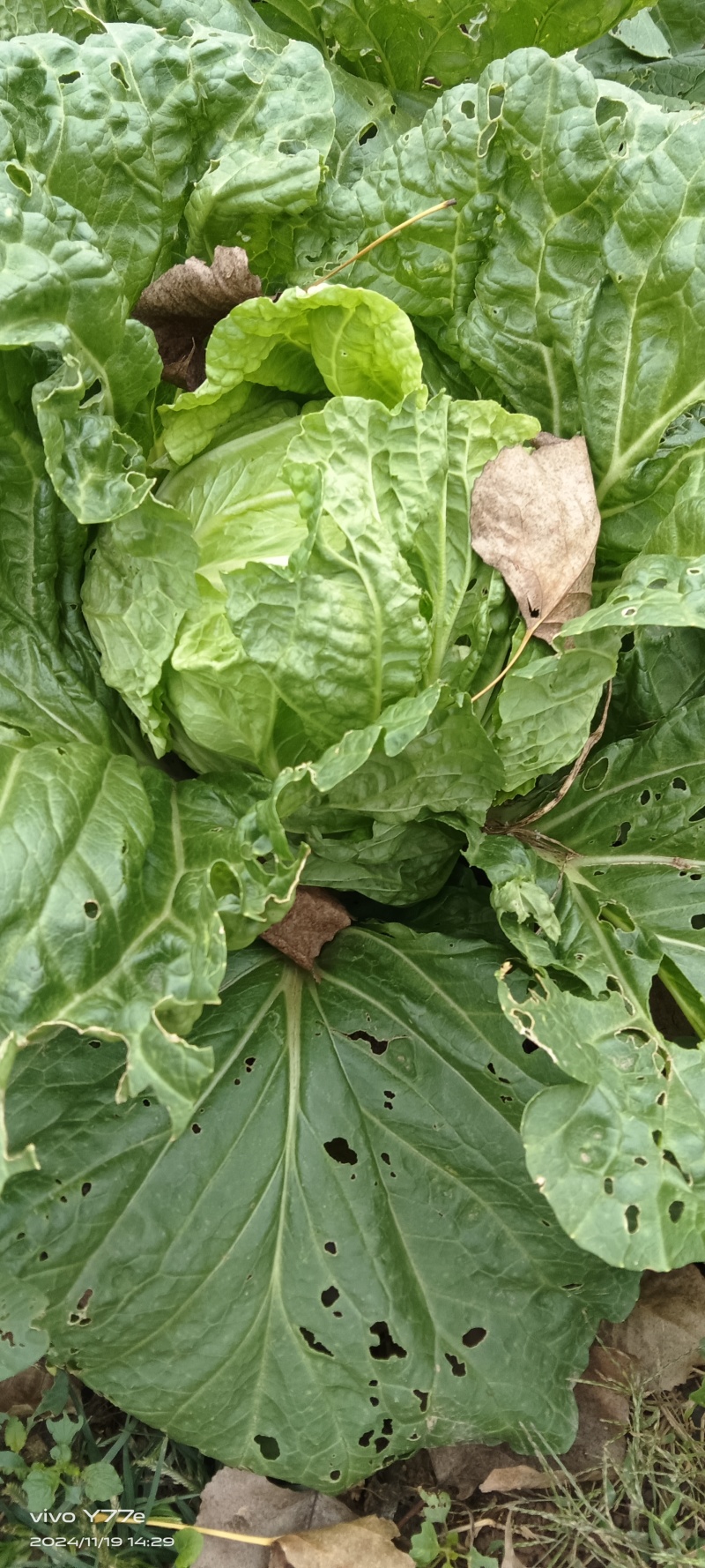 早熟白菜