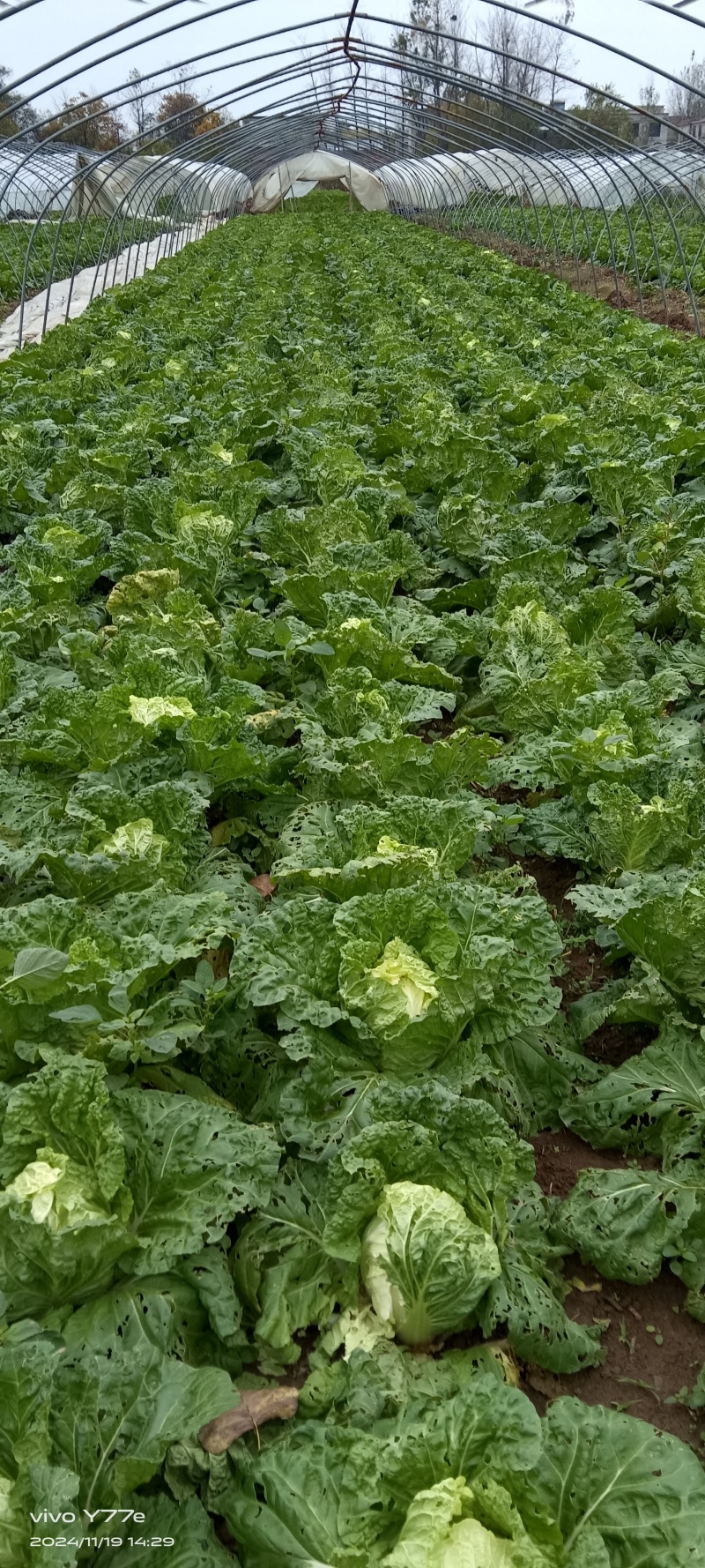 早熟白菜