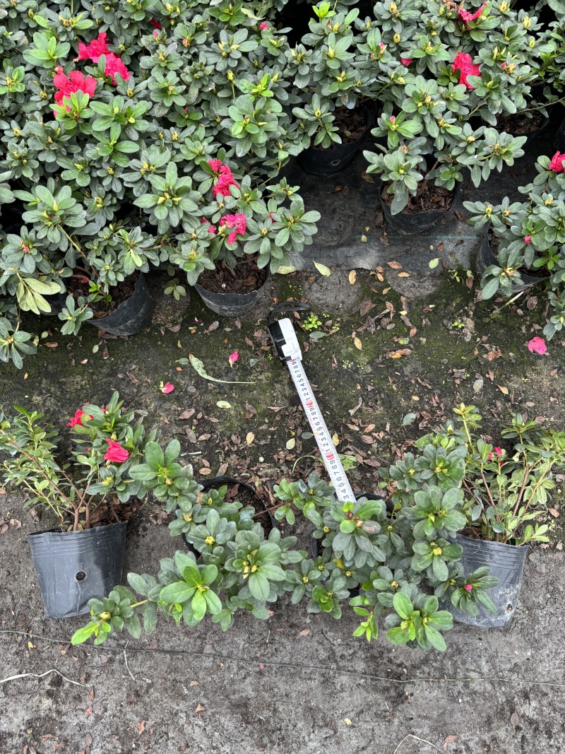 贵州西洋鹃批发贵州苗木基地供应各类规格西洋鹃