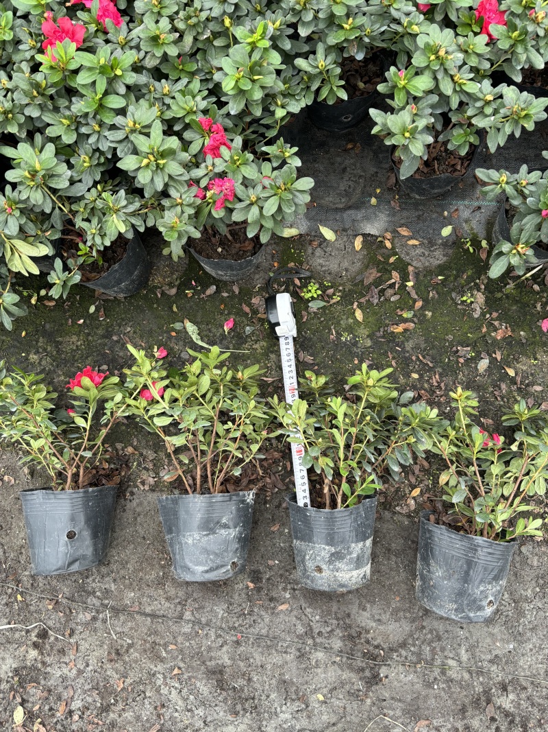 重庆西洋鹃批发重庆苗木基地供应各类规格西洋鹃