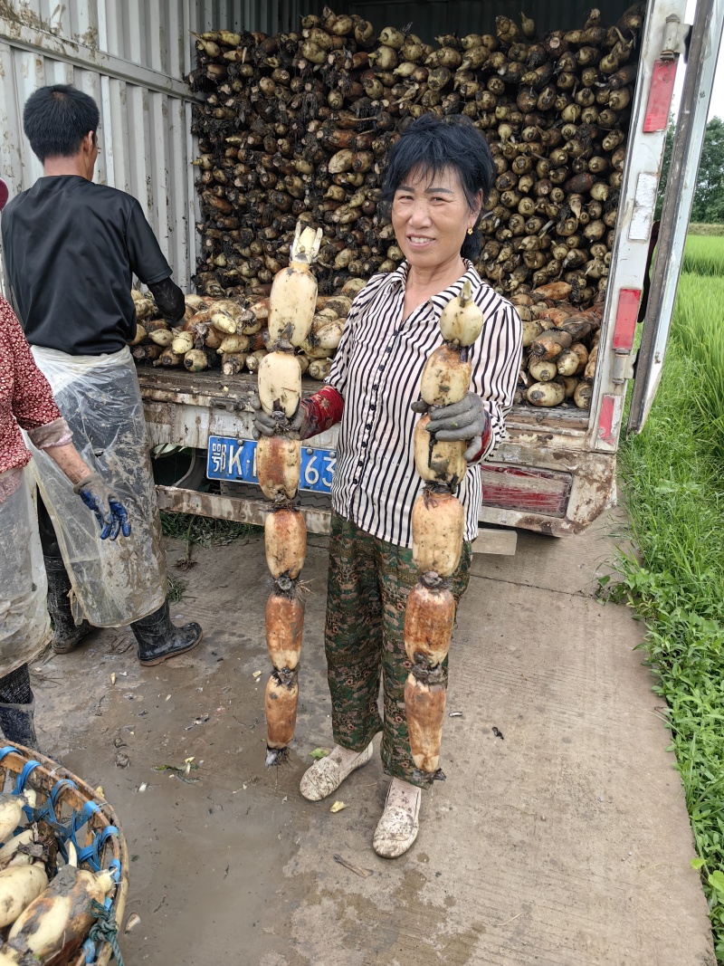 【白莲藕】湖北洪湖莲藕原产地供货常年不断承接加工批发社区团购
